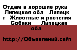 Отдам в хорошие руки - Липецкая обл., Липецк г. Животные и растения » Собаки   . Липецкая обл.